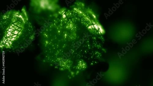Microbial Biofuel energy cell in macroscopic view. Concept 3D animation loop of solar-to-fuel algae Ethanol power and engineered cyanobacterium, algal bacteria as future zero waste renewable energy.