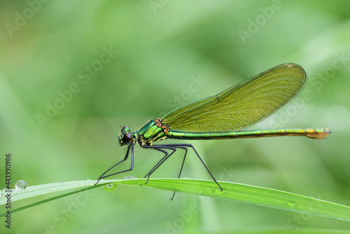 Demoiselle (Calopteryx) sits on a damp blade of grass in nature, against a green background with water drops on the grass
