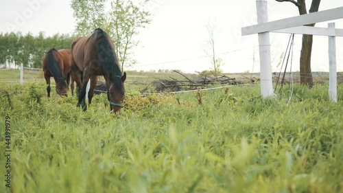 Two horses grazing in the field. Scenes from the horse farm. Dark Bay horses eating grass in the meadows during the daytime. Trees against the clear white sky in the background. 