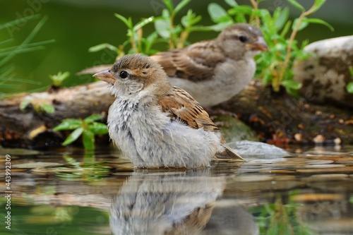 Two sparrows by the water of a bird watering hole. Czechia. Europe