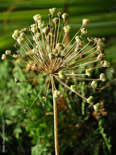 Close up of Tall Green Milkweed Flowers