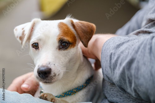 Dog resting on lap of owner © Anton Gvozdikov