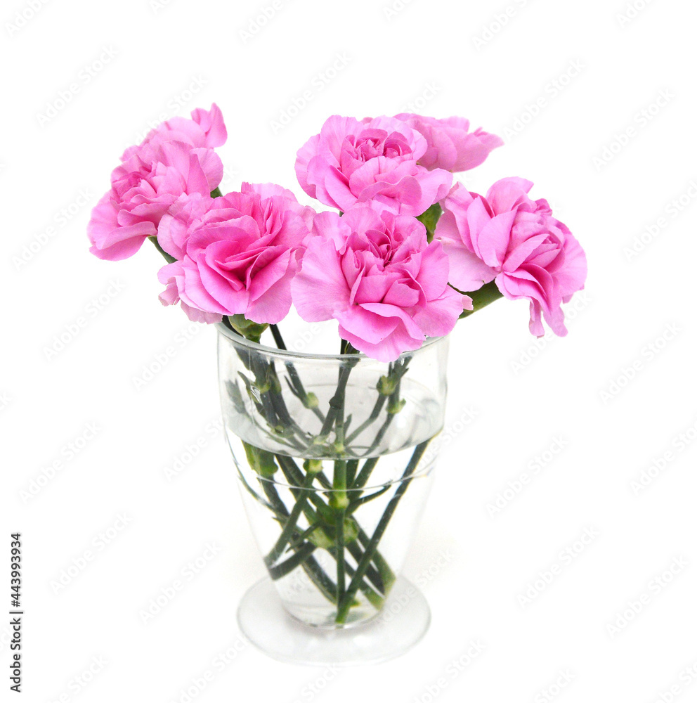 Stack Carnation flowers on white background