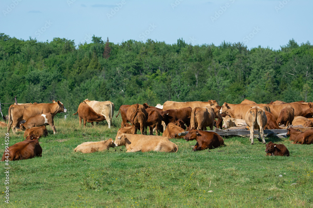 Pretty cow in a Quebec farm in the Canadian coutryside