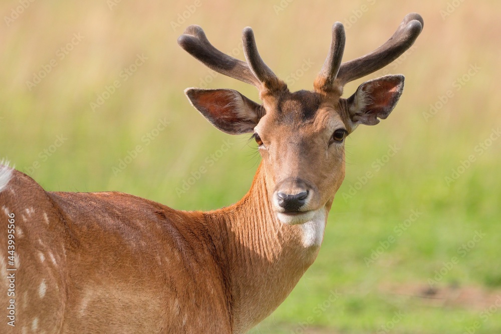 European Fallow Dear - young animal, male (Dama dama) European Fallow Dear - young animal, male (Dama dama)