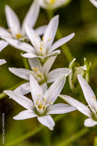 Ornithogalum flower in the garden, close up 
