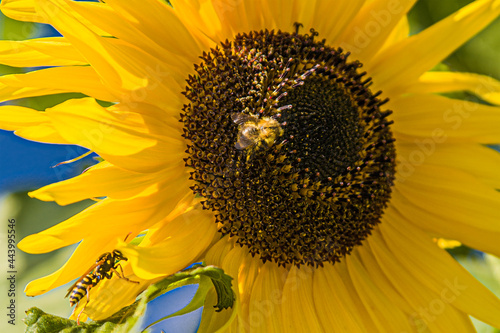 sunflower with bee