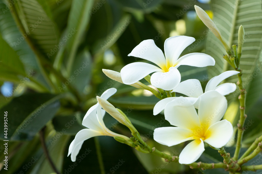 Obraz premium white frangipani, Plumeria, Temple Tree, Graveyard Tree flowers on green leaf background in the garden