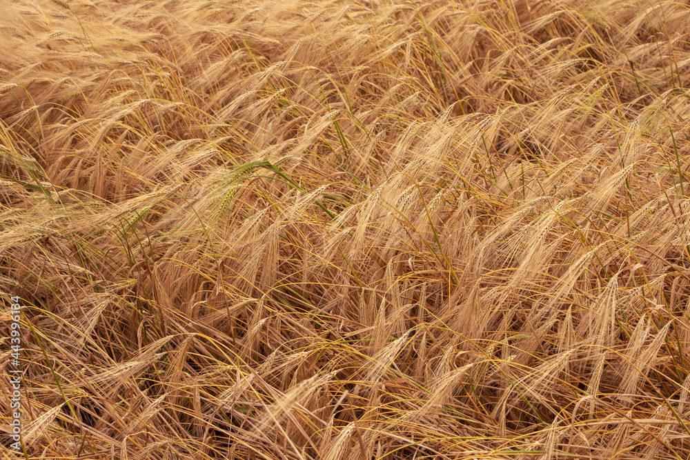 Wheat field. Ears of golden wheat. Background of ripening ears. Ripe cereal crop. close up. Wheat field. Ears of golden wheat. Background of ripening ears. Ripe cereal crop. close up.