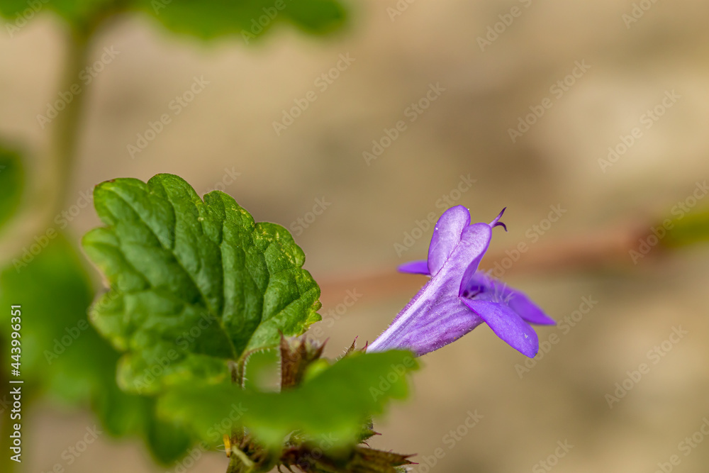 Glechoma hederacea in the garden, macro Glechoma hederacea in the garden, macro