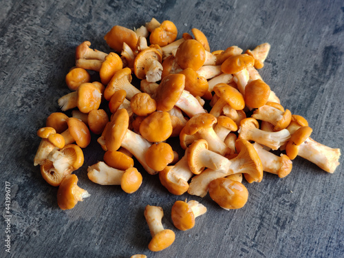 Mushrooms-chanterelles, raw, forest. Fresh chanterelle mushrooms, ready for cooking. Food background.