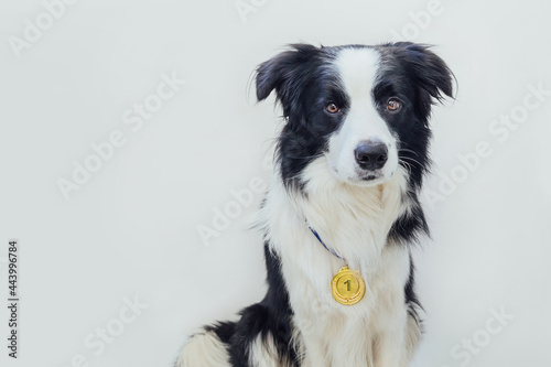 Puppy dog border collie wearing winner or champion gold trophy medal isolated on white background. Winner champion funny dog. Victory first place of competition. Winning or success concept. © Юлия Завалишина