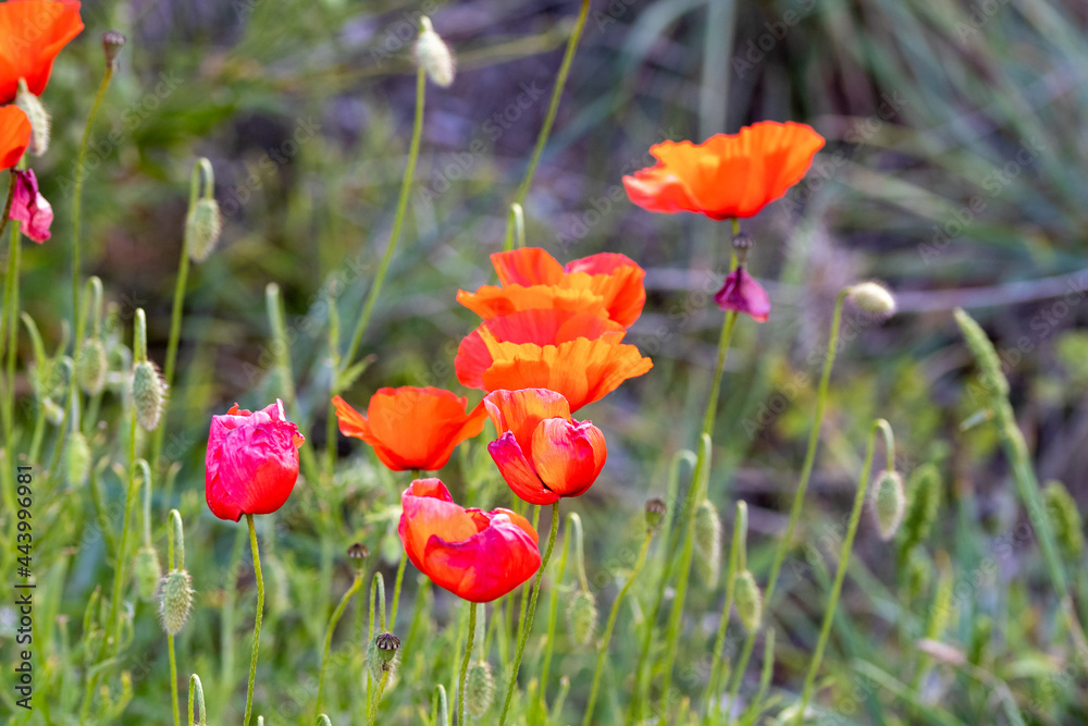Obraz premium Red flower composition in green wildlife. Summer poppy flower in field. Summer iconic natural flower