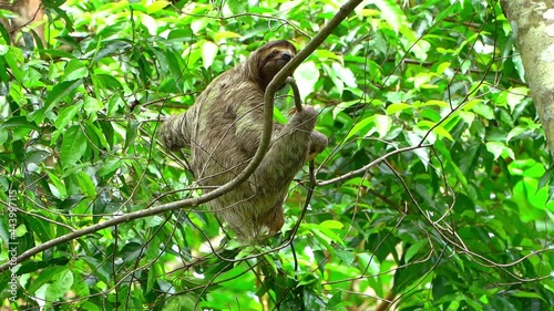 brown-throated sloth (Bradypus variegatus) photo
