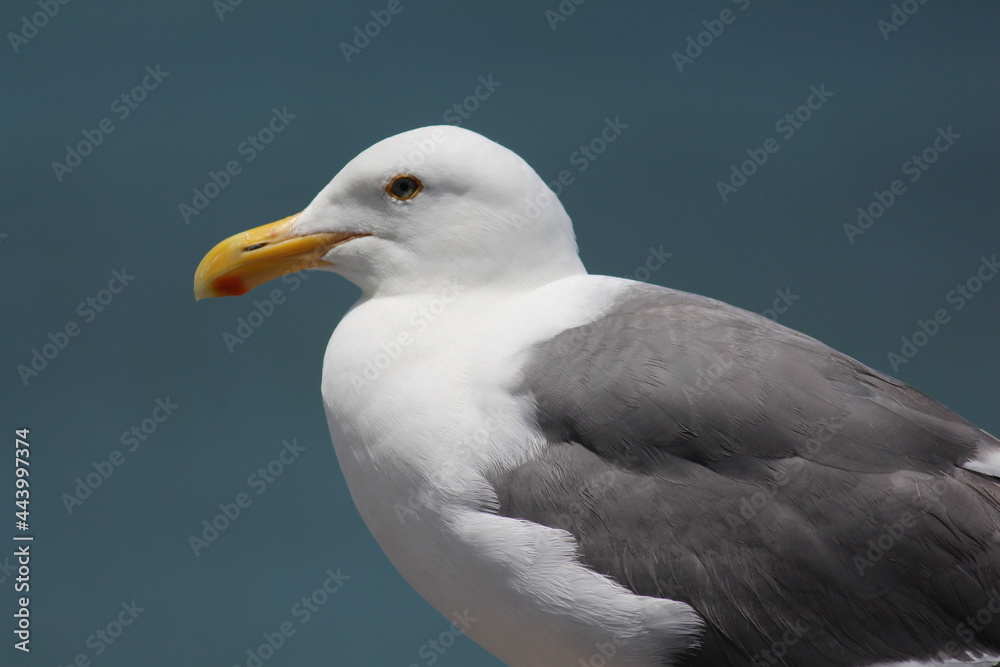 Gulls at Fisherman Wharf of San Francisco Gulls at Fisherman Wharf of San Francisco