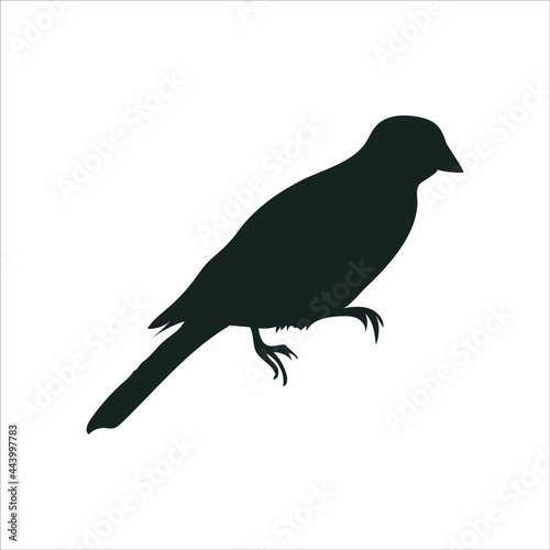 Jay Vector Silhouette isolated on white background. © E.H Liton