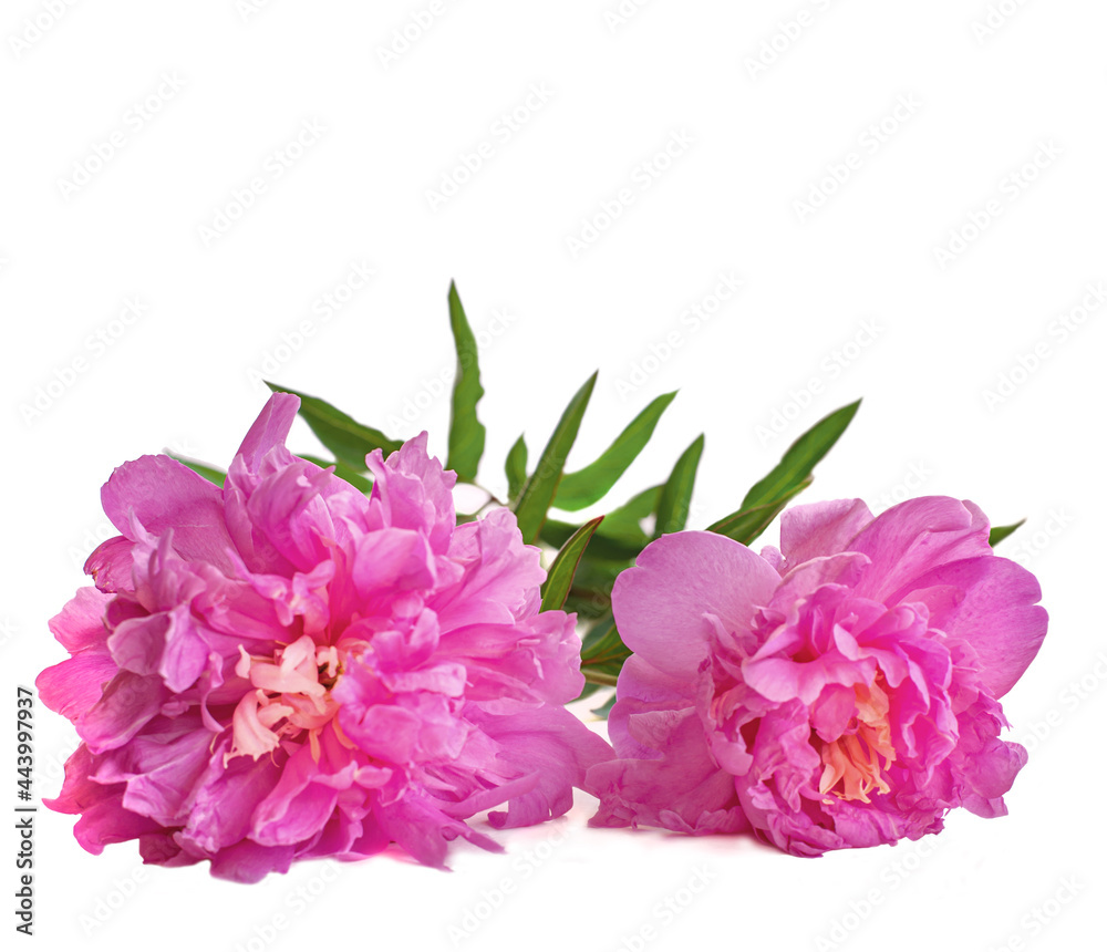 Pink Peonies isolated on white background. Two flowers lie on windowsill