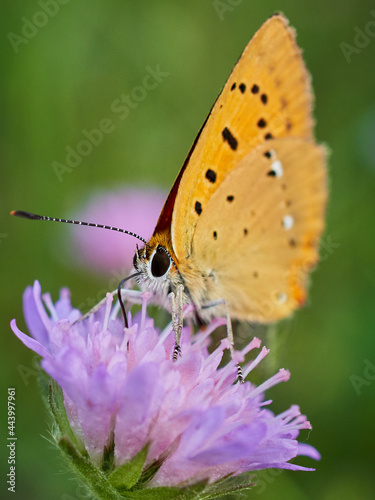 butterfly on flower