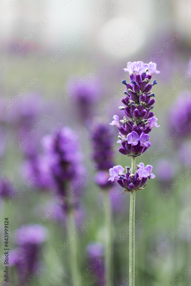 Lavender flowers. Lavender field wallpaper.