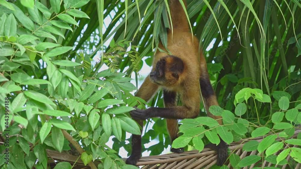 female eoffroy’s spider monkey (Ateles geoffroyi), black-handed spider monkey or the Central American spider monkey eats leaves
