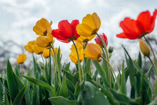Red and yellow tulips swaying in the wind against a cloudy blue sky