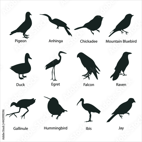Birds Vector Silhouette on white background. Anhinga, Bluebird, Chickadee, Duck, Egret, Falcon, Gallinule, Hummingbird, Ibis, Jay