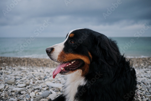 Dog on vacation looks carefully with pleasure sticking out his tongue. Portrait of fluffy mountain dog. Charming Bernese Mountain Dog spends vacation by sea, close up portrait.