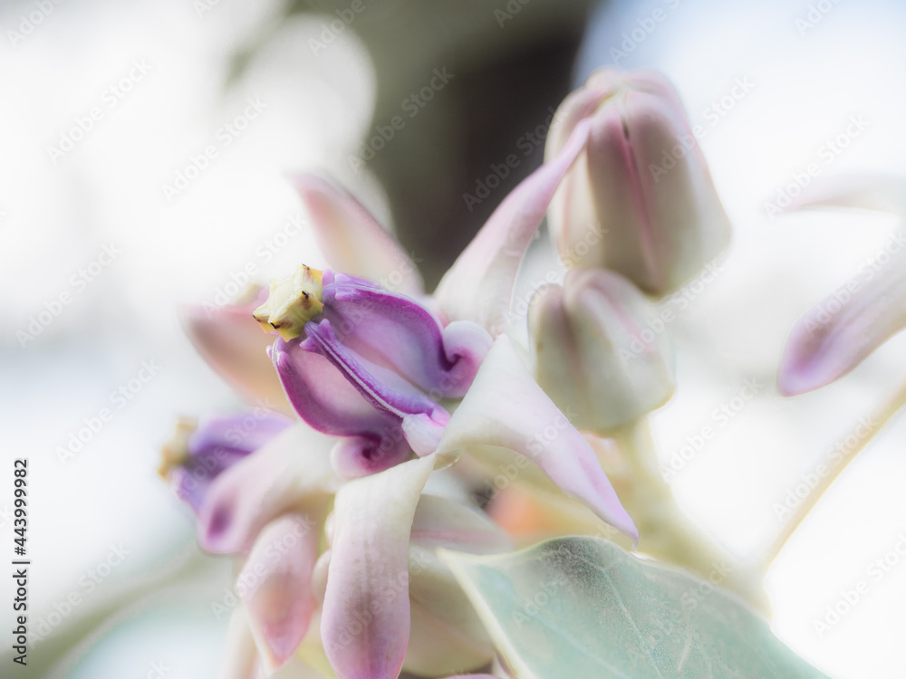 Closeup Beautiful Calotropis flower purple and pink color in floral and blur background with freshness sunlight, Tropical flower colorful