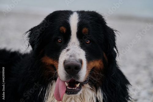 Dog on vacation looks carefully with pleasure sticking out his tongue. Portrait of fluffy mountain dog. Charming Bernese Mountain Dog spends vacation by sea, close up portrait.