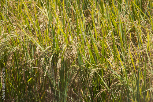 The mature  yellow rice is ready to be harvested