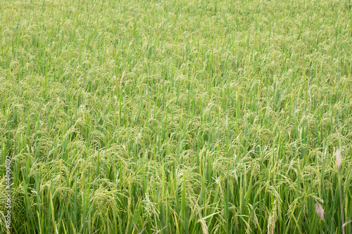 https://submit.shutterstock.com/reviewed?type=video#:~:text=Green%20rice%20growing%20to%20harvestGreen rice growing to harvest