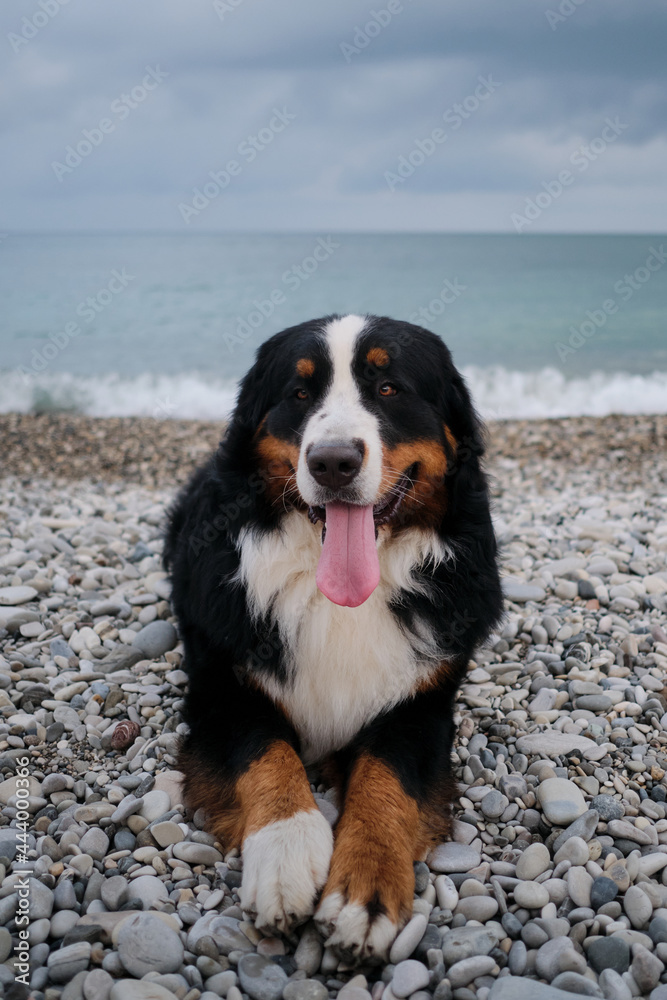 Portrait of fluffy mountain dog. Charming Bernese Mountain Dog spends its vacation by sea and enjoys life. Dog is lying on beach and looks carefully with pleasure sticking out its tongue.