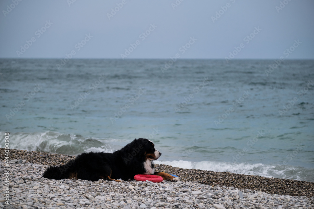 Portrait of fluffy mountain dog. Charming Bernese Mountain Dog spends its vacation by sea and enjoys life. Dog is lying on beach and guarding its red toy ring. Portrait of fluffy mountain dog. Charming Bernese Mountain Dog spends its vacation by sea and enjoys life. Dog is lying on beach and guarding its red toy ring.