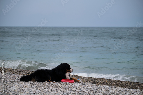 Portrait of fluffy mountain dog. Charming Bernese Mountain Dog spends its vacation by sea and enjoys life. Dog is lying on beach and guarding its red toy ring.