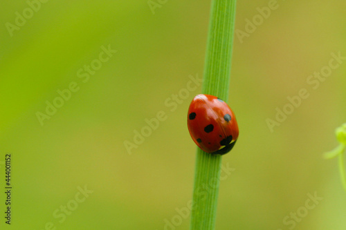 A ladybug is sitting on the grass.