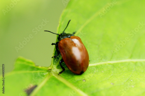 A beetle sitting on the foliage.