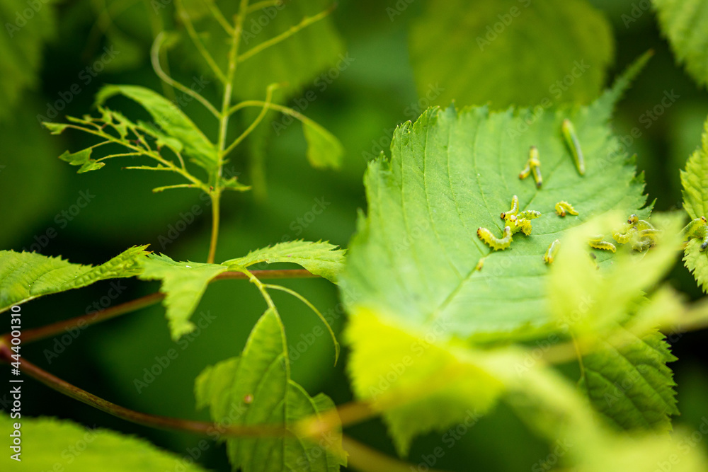 Green larva worm grub caterpillar on a bush eating leaf macro closeup with blurry background Green larva worm grub caterpillar on a bush eating leaf macro closeup with blurry background