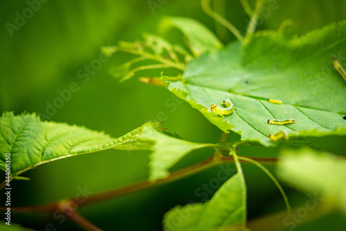 Green larva worm grub caterpillar on a bush eating leaf macro closeup with blurry background