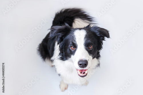 Funny portrait of cute smiling puppy dog border collie sitting isolated on white background. Pet dog with funny face looking at camera and waiting for reward. Funny pets animals life concept. © Юлия Завалишина