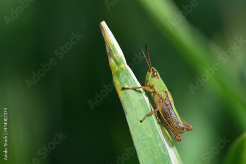 A small green common grasshopper (Pseudochorthippus parallelus) sits on a blade of grass outdoors against a green dark background