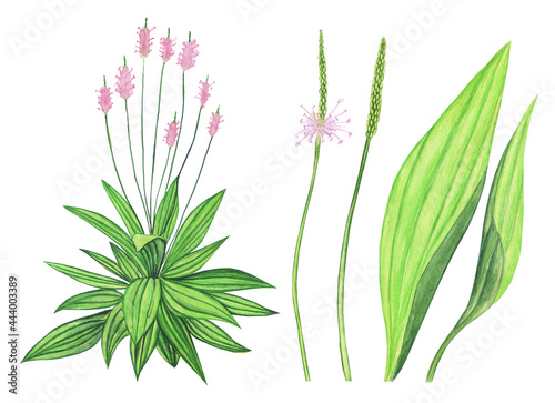 Plantain lanceolata isolated on white background. Watercolor hand drawing illustration. Ribwort or english plantago herbal plant.