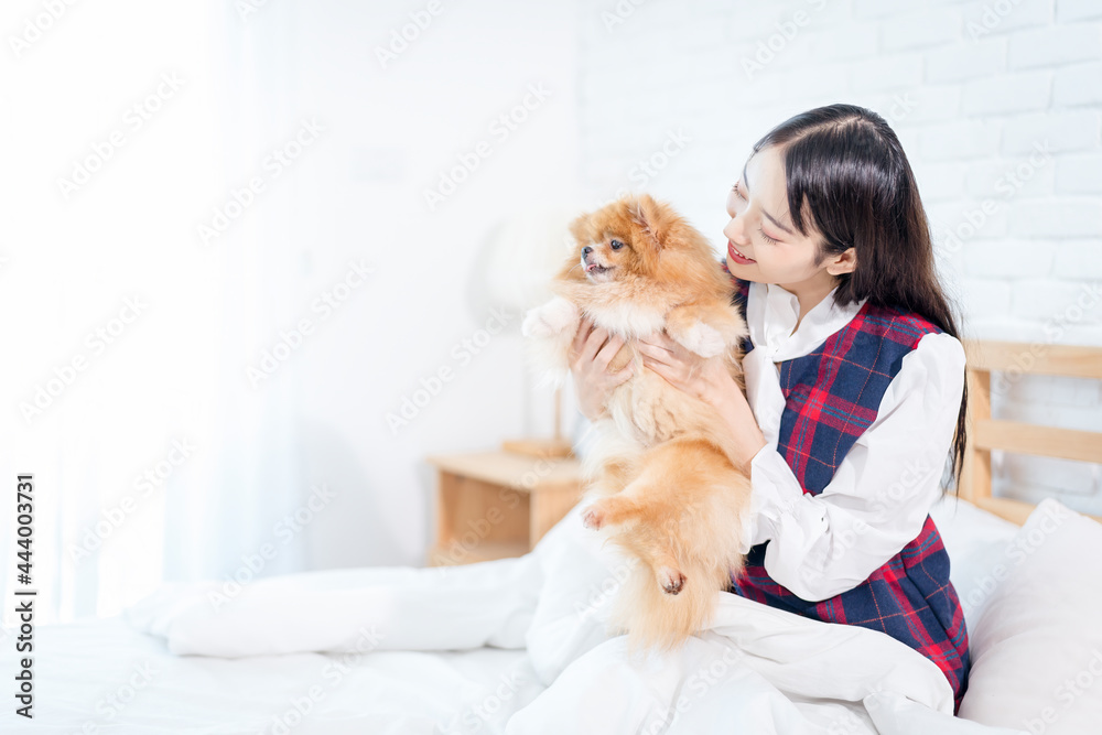 Asian girl holding a Pomeranian on a white bed. Young pretty woman hold in hands small Pomeranian dog. Asian girl holding a Pomeranian on a white bed. Young pretty woman hold in hands small Pomeranian dog.