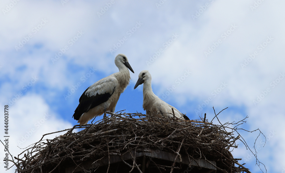 Fototapeta premium Two storks in a nest against the sky 