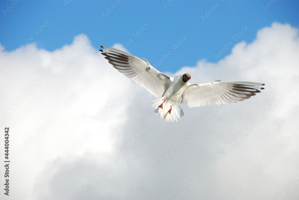 Black-headed gull (Chroicocephalus ridibundus) soaring in the air front of blue sky