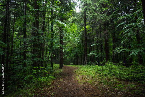 Forest path and tall trees in a beautiful natural park reservation
