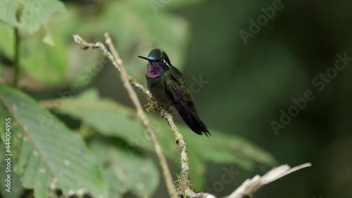 purple-throated mountaingem (Lampornis calolaemus) Perching on a branch photo