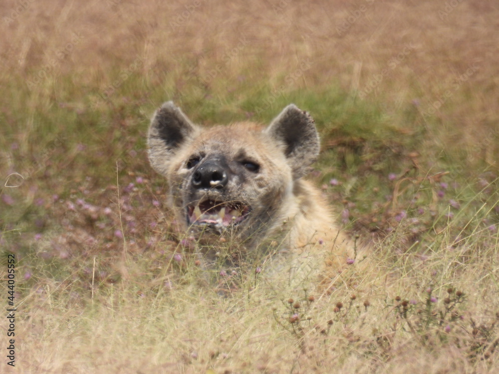 Fototapeta premium hyenas in the serengeti 