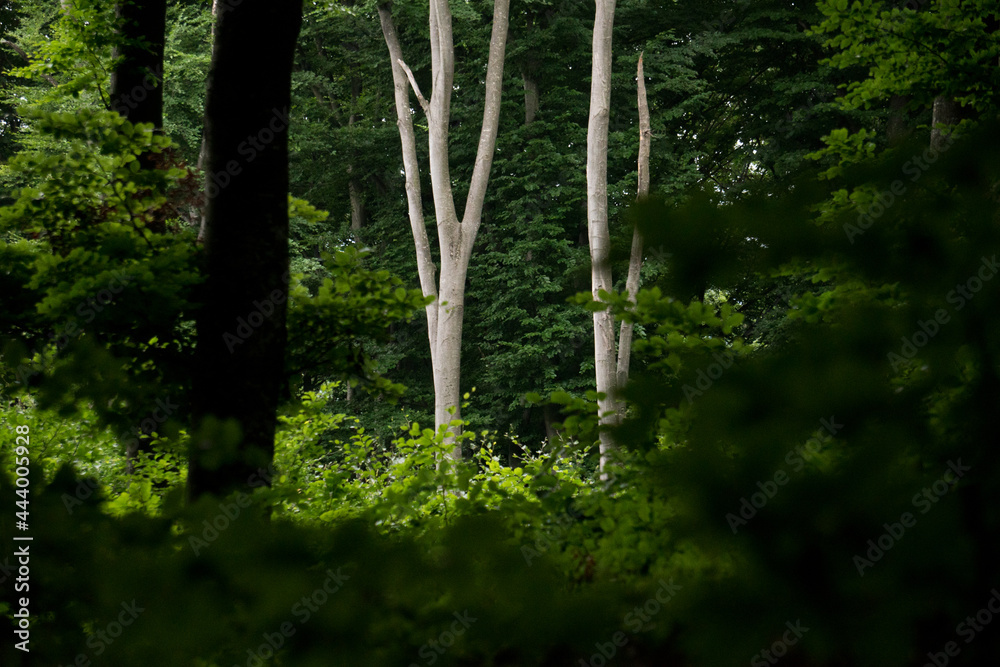 Fototapeta premium Trees silhouettes in a green forest environment from a protected natural park