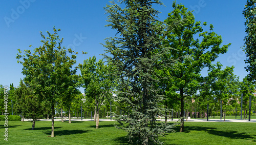 Beautiful young Blue Atlas Cedar (Cedrus Atlantica Glauca tree) with blue needles in public landscape city Park Krasnodar or Galitsky Park in sunny spring 2021 photo