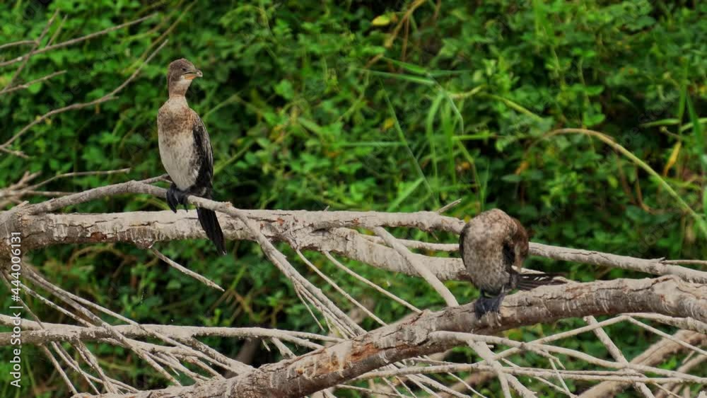 flock of Pygmy Cormorant (Microcarbo pygmaeus) Nesting colony to the shore of the Sea of Galilee flock of Pygmy Cormorant (Microcarbo pygmaeus) Nesting colony to the shore of the Sea of Galilee
